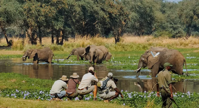 Old Mondoro walking safari elephant encounter timbuktu travel