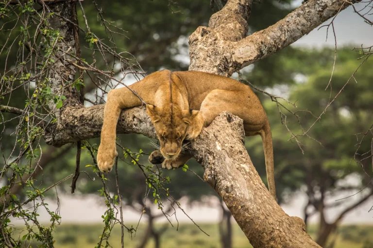 Wild lion sleeping in tree in Murchison Falls National Park Uganda Africa