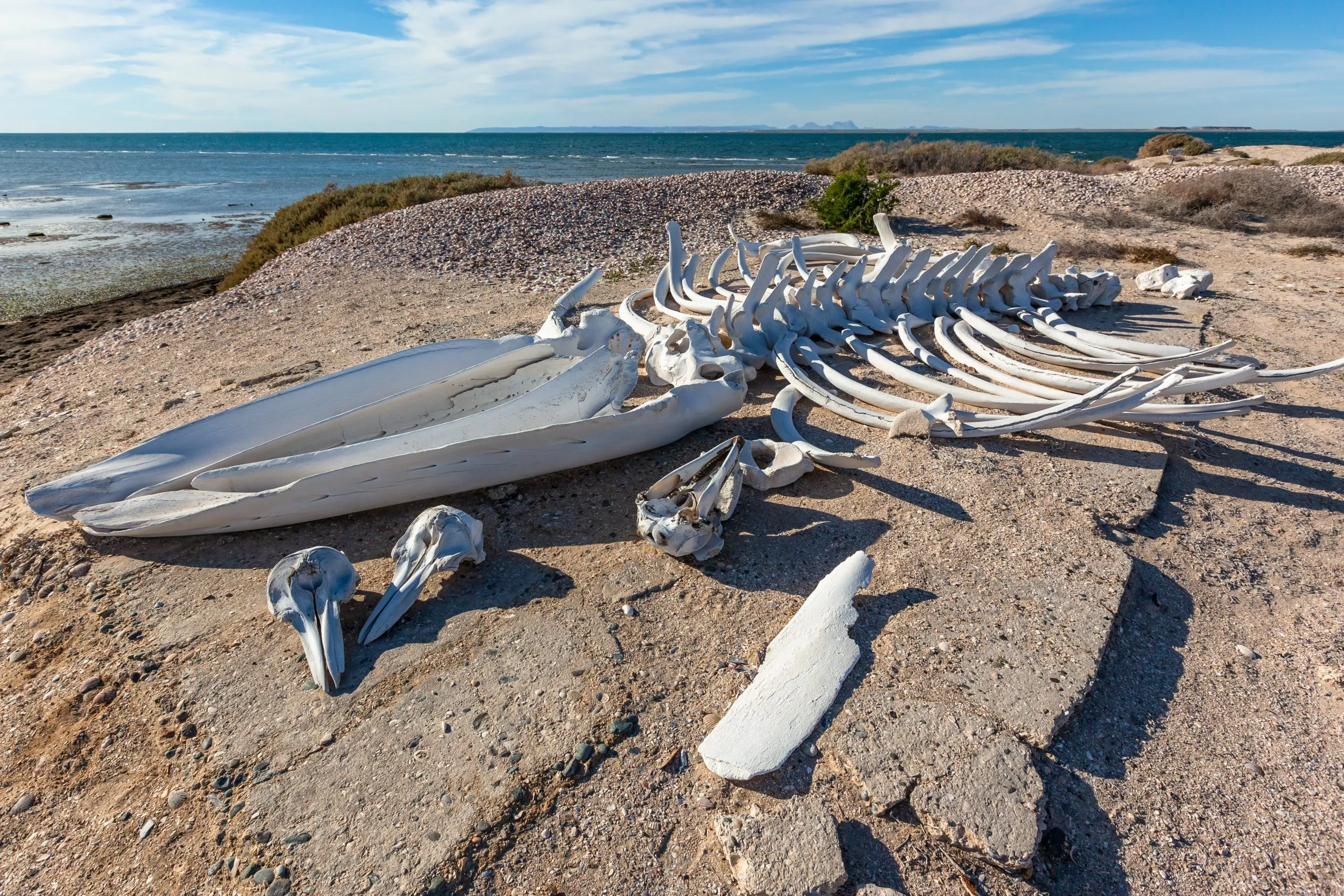 Whale skeleton and dolphin skulls on the ocean shore