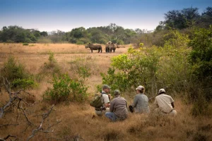 Experience Africa's most impressive wildlife scenes
