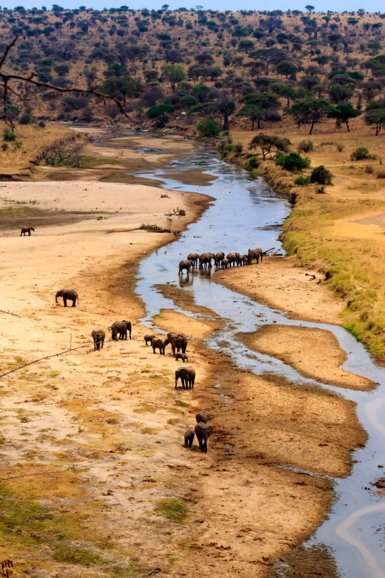 Herd of african elephants at the Tarangire river in Tarangire National Park, Tanzania. View from above