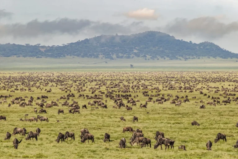 Large wildebeest herd during migration Serengeti National Park Tanzania Africa