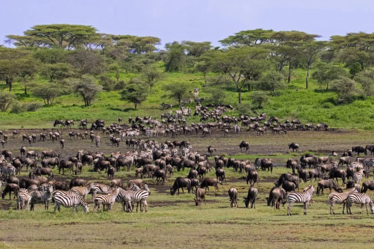 Africa Tanzania Ndutu. Migration of Wildebeest and Burchell's Zebra.