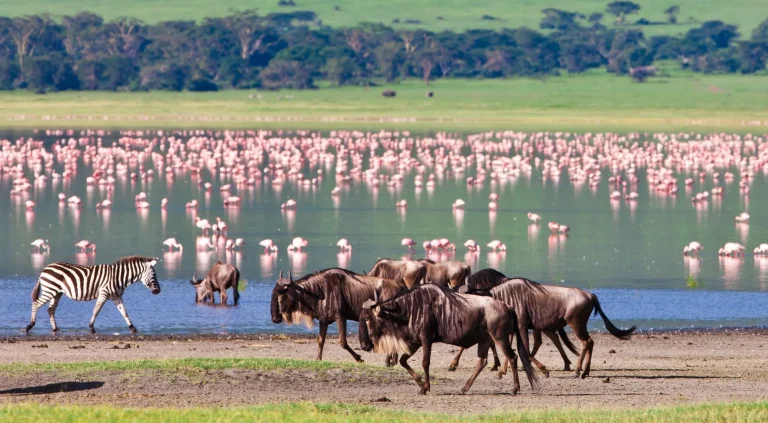 Wildebeests in the Ngorongoro Crater, Tanzania