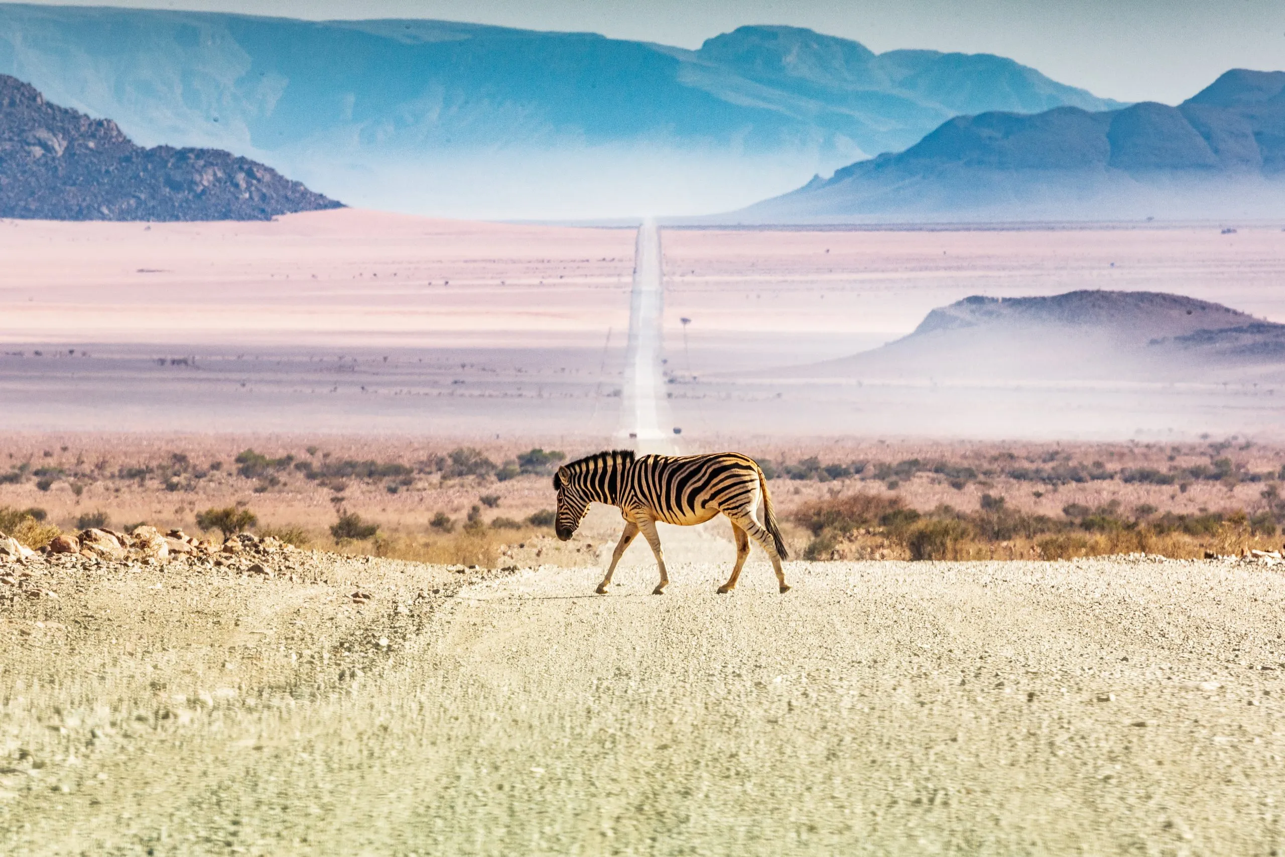 Zebras crossing the road, Namibia, Africa